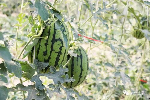 網(wǎng)紅大瓜在哪找,揭秘熱門事件背后的秘密聚集地